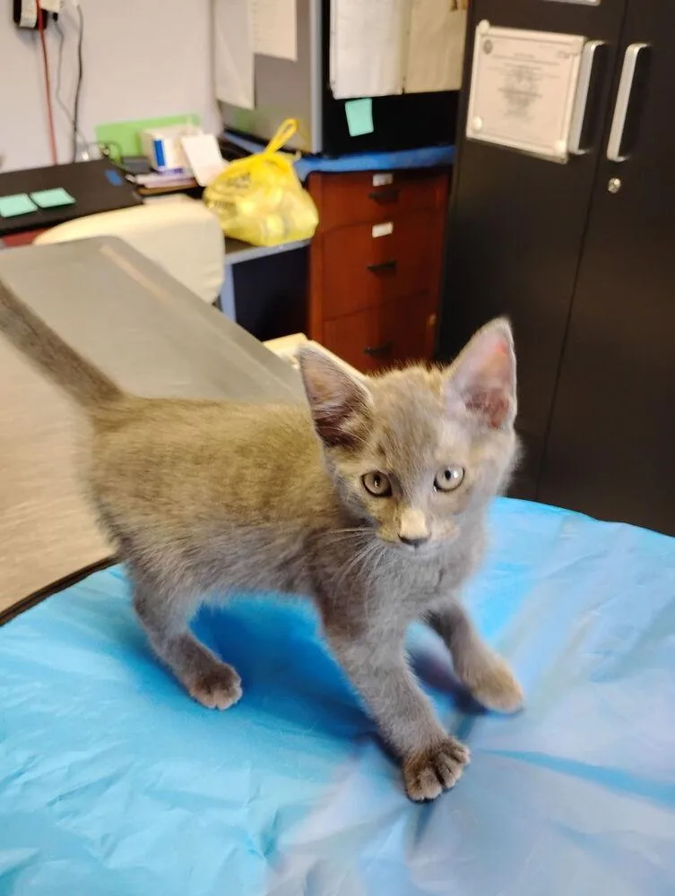 A baby small-sized male Russian Blue cat named Asher for adoption in Crescent City, FL