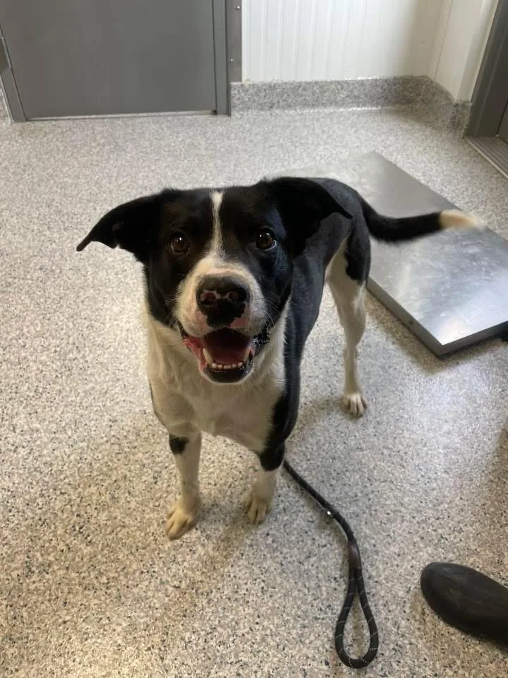 An adult medium-sized male Border Collie dog named Trey for adoption in Prineville, OR
