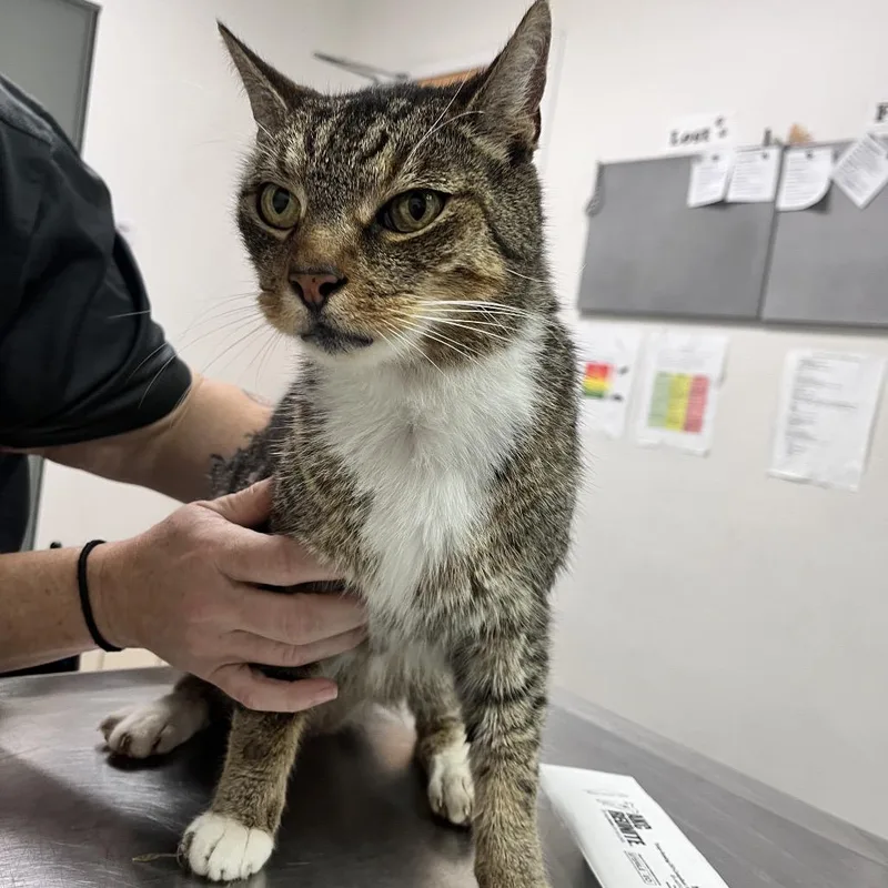An adult large-sized male Brown / Chocolate Domestic Short Hair cat named Shaquille O'Neal for adoption in Charleston, WV