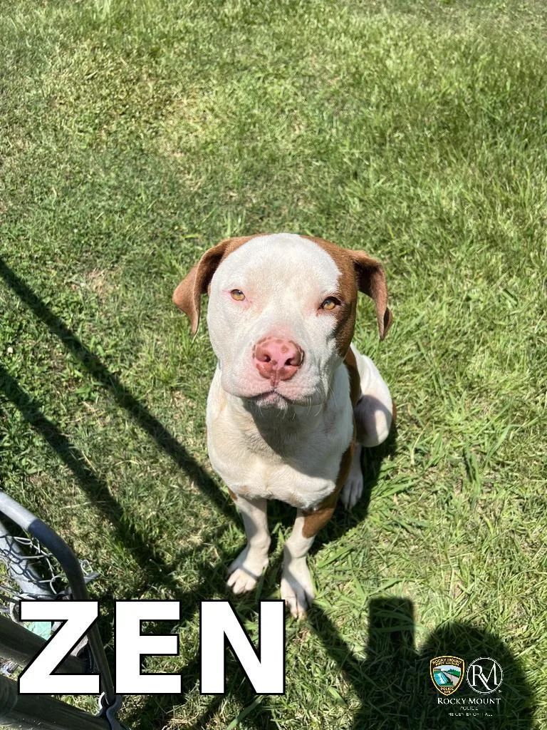 An adult medium-sized male Pit Bull Terrier dog named Zen for adoption in Rocky Mount, NC