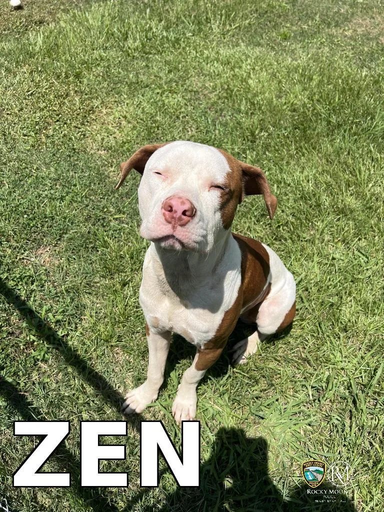 Zen thumbnail 2