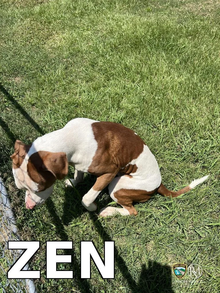 Zen thumbnail 3