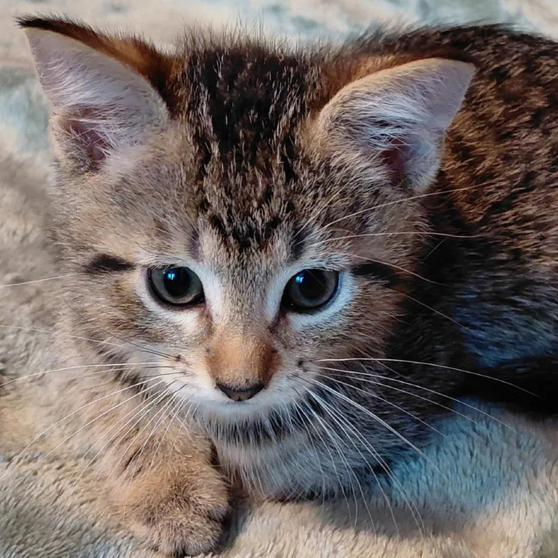 A baby small-sized male Black Domestic Short Hair cat named Mr. Needles for adoption in Springfield, IL