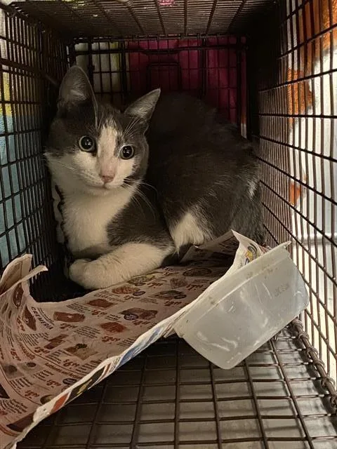 A young small-sized male Domestic Short Hair cat named Bruce for adoption in Modesto, CA