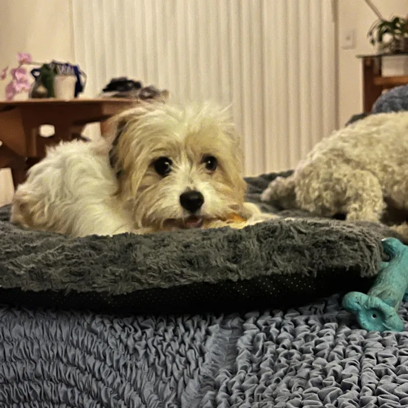 A baby small-sized female Morkie dog named Dior for adoption in Bradenton, FL