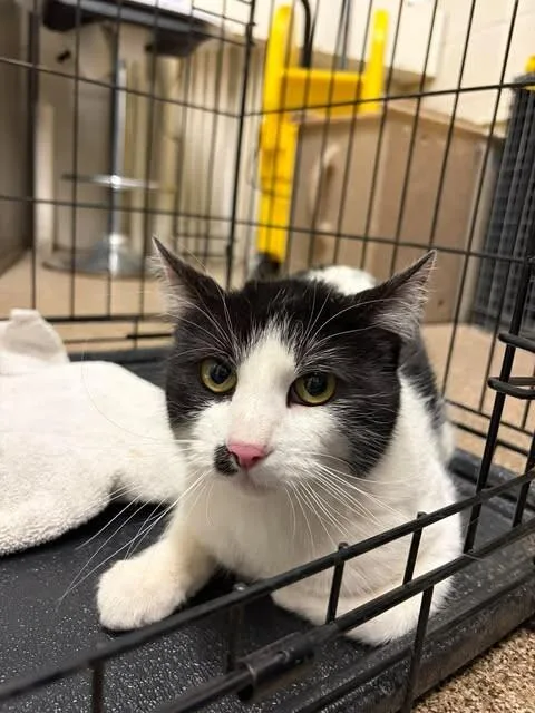 An adult medium-sized female Black Domestic Medium Hair cat named Drayga for adoption in Fruit Heights, UT