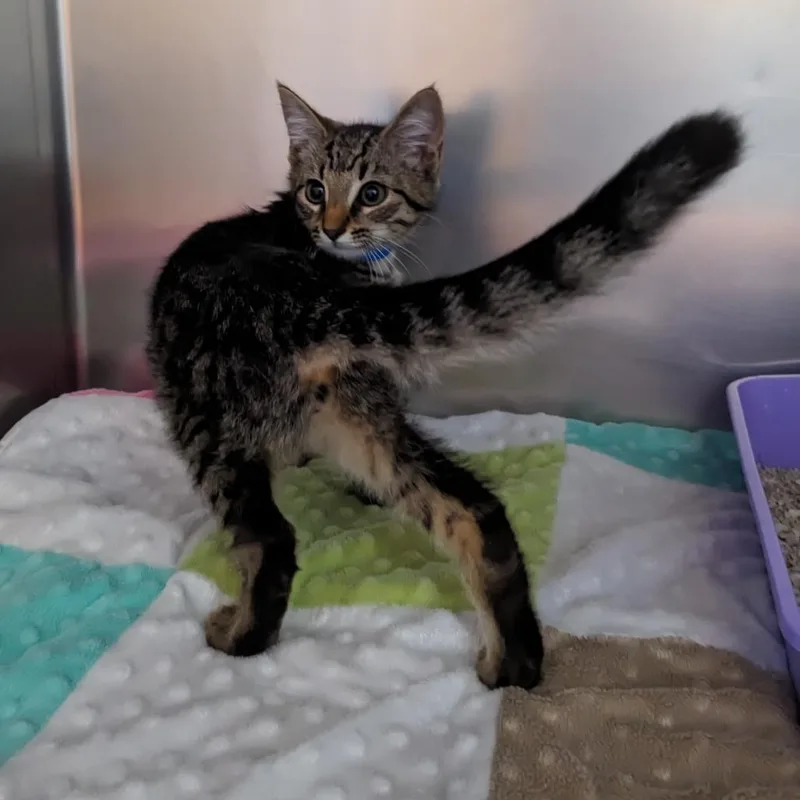 A baby small-sized male Gray / Blue / Silver Domestic Short Hair cat named Bucket for adoption in Auburn, AL