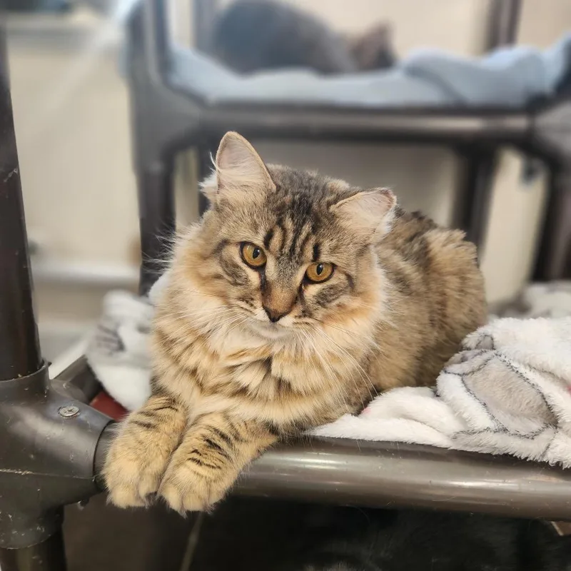 An adult medium-sized female Brown / Chocolate Domestic Short Hair cat named Fiddler for adoption in Middle Village, NY
