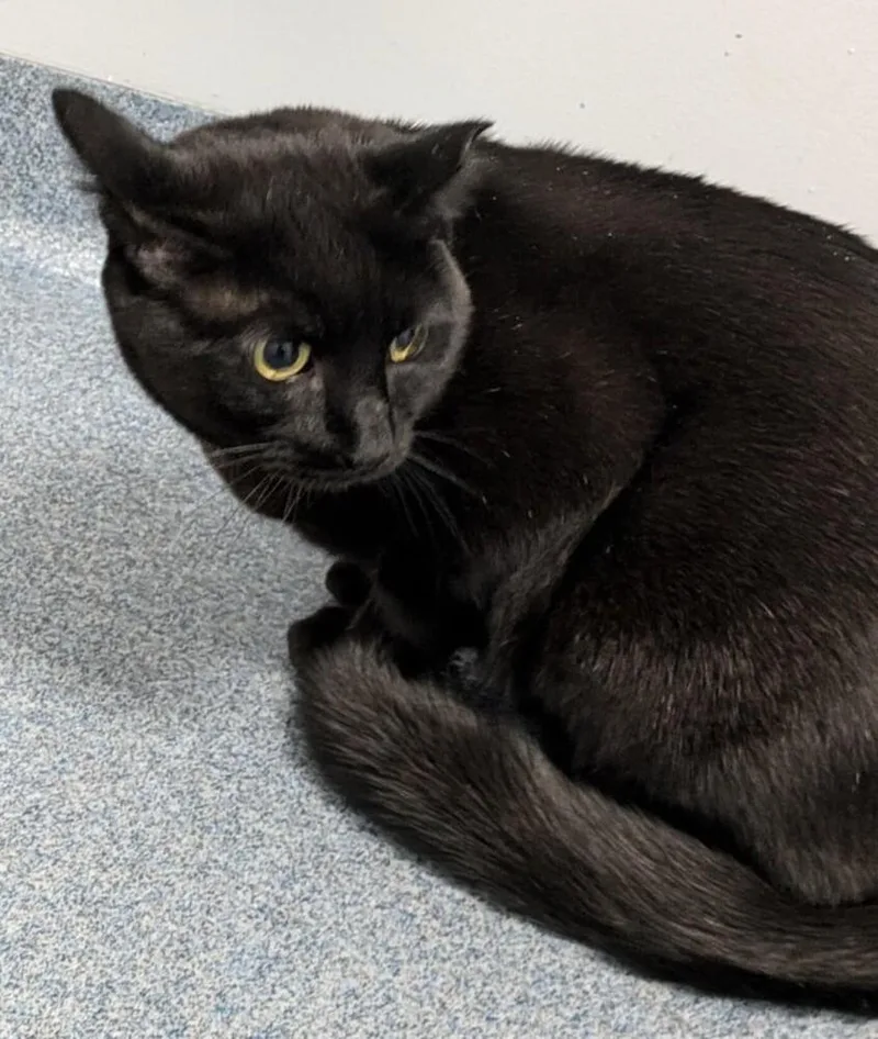 An adult medium-sized male Black Domestic Short Hair cat named Sunshine for adoption in Raleigh, NC