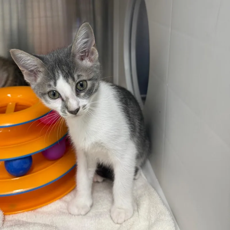 A baby small-sized male Gray / Blue / Silver Domestic Short Hair cat named Vector for adoption in Lake Panasoffkee, FL