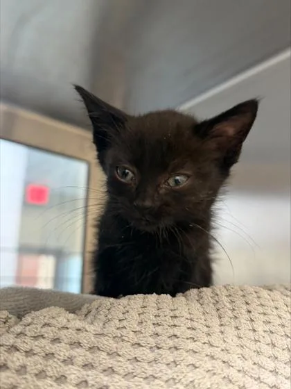 A baby small-sized female Domestic Short Hair cat named Key Lime Pie for adoption in Westland, MI
