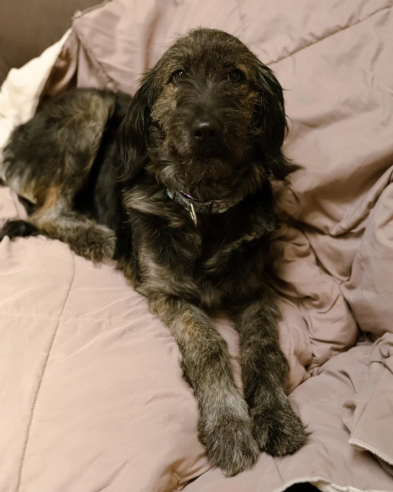 A young medium-sized female Terrier dog named Blossom for adoption in Cincinnati, OH