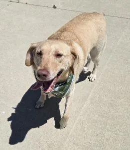 An adult large-sized male Labrador Retriever dog named Ollie for adoption in Bucyrus, OH