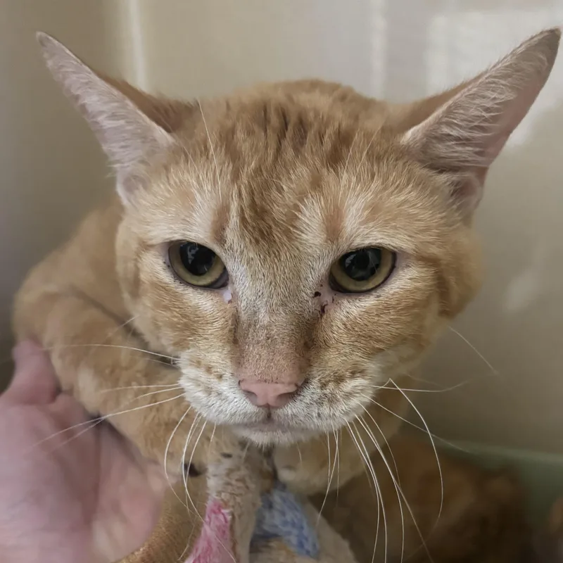 An adult medium-sized male Tabby (Orange / Red) Domestic Short Hair cat named Cardiff for adoption in Evanston, IL