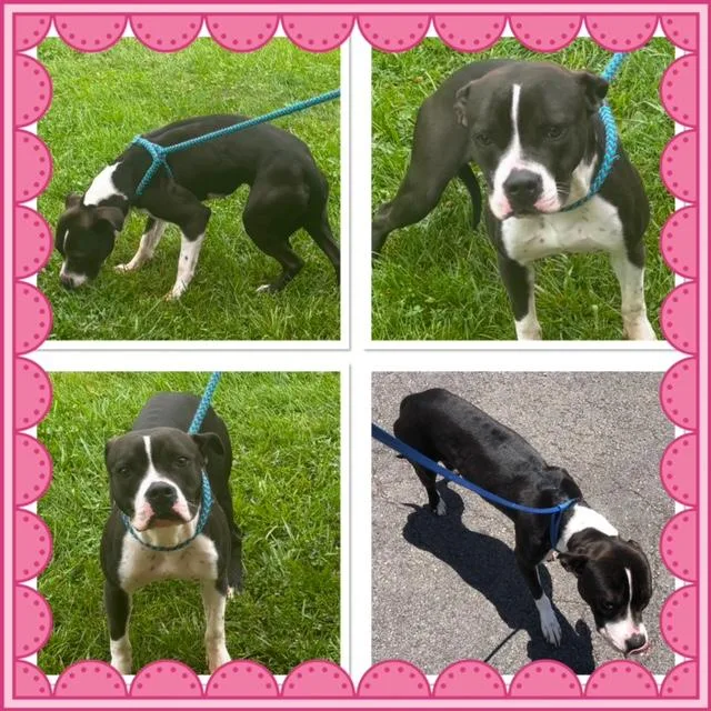 A young medium-sized female Black Pit Bull Terrier dog named Cupcake for adoption in Buckhannon, WV