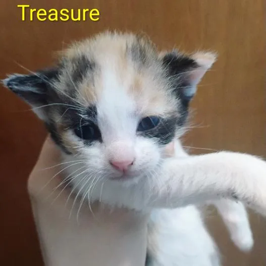 Treasure thumbnail 2