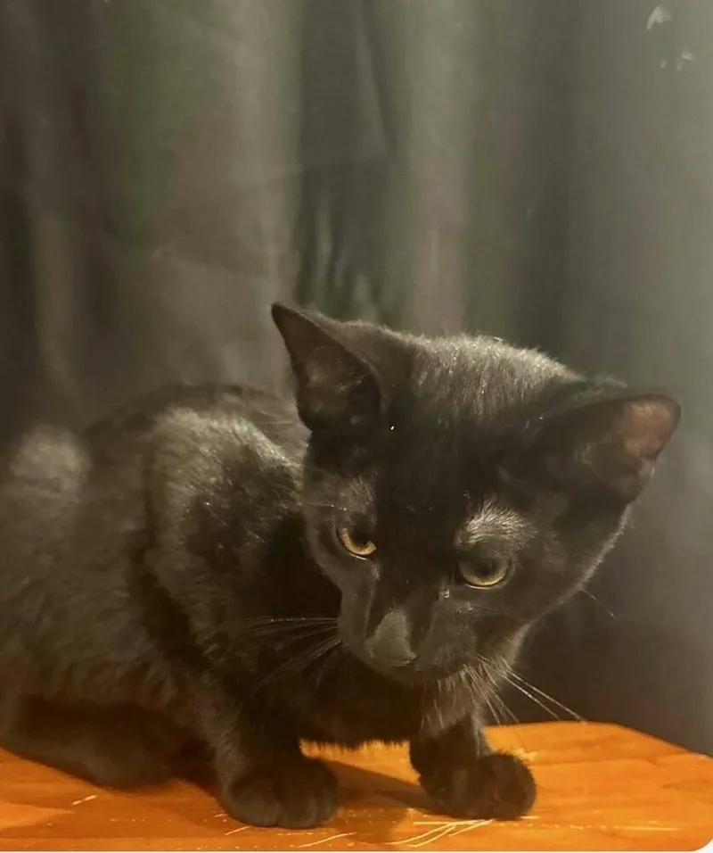 A baby medium-sized male Black Domestic Short Hair cat named Remi for adoption in Little Rock, AR