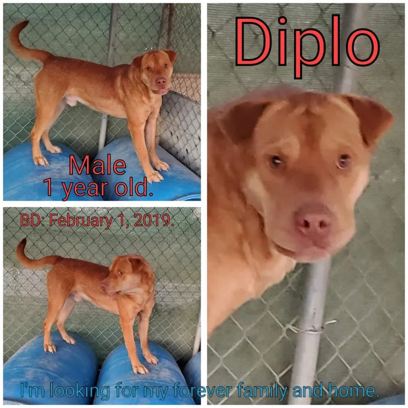 Diplo thumbnail 4