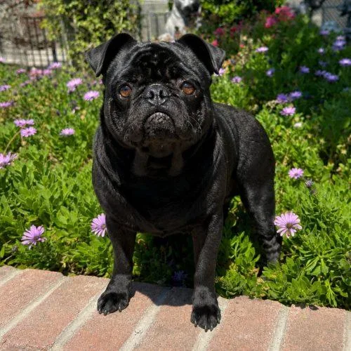 A young small-sized male Black Pug dog named Oscar for adoption in Lathrop, CA