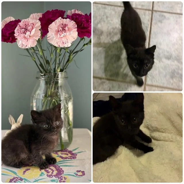 A baby small-sized male Domestic Short Hair cat named Billy Bob for adoption in Sacramento, CA