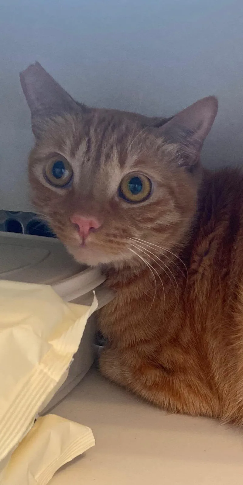 A young medium-sized male Tabby (Orange / Red) Tabby cat named Simba for adoption in Beverly Hills, CA