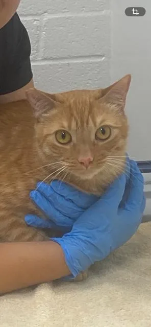 Simba thumbnail 2