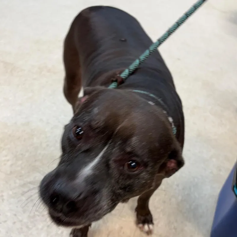 An adult large-sized male Black Mixed Breed dog named StrayWarmSpringsRoad"Onyx" for adoption in Columbus, GA