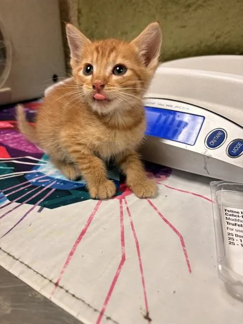 A young small-sized male Domestic Short Hair cat named Kobe for adoption in Riverside, CA