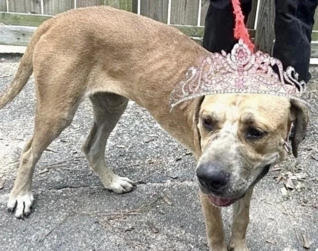An adult medium-sized female Labrador Retriever dog named Glory for adoption in Houston, TX