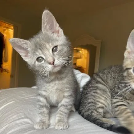 A baby small-sized female Gray / Blue / Silver Domestic Short Hair cat named Sourdough for adoption in Muncie, IN