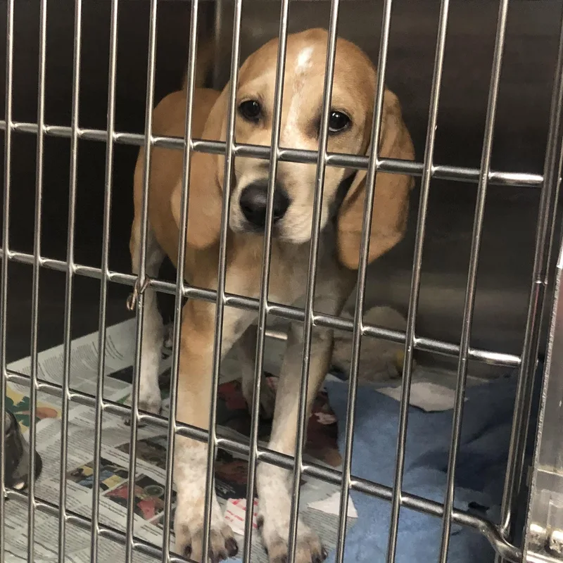 A baby medium-sized female Yellow / Tan / Blond / Fawn Hound dog named Maya for adoption in Parma, OH