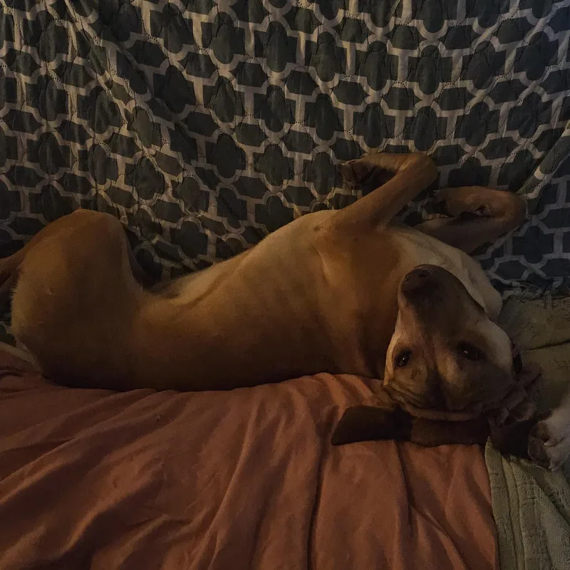 A young medium-sized female Golden Labrador Retriever dog named Whiskey for adoption in Bristol, VT