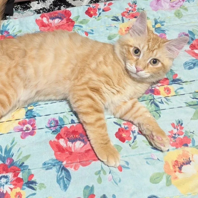 A baby medium-sized male Tabby (Orange / Red) Domestic Medium Hair cat named Cashew for adoption in Lake Orion, MI