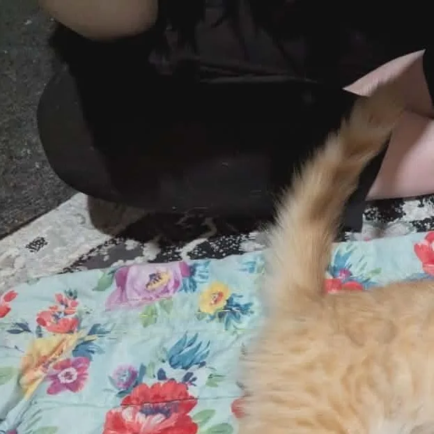 Cashew thumbnail 2