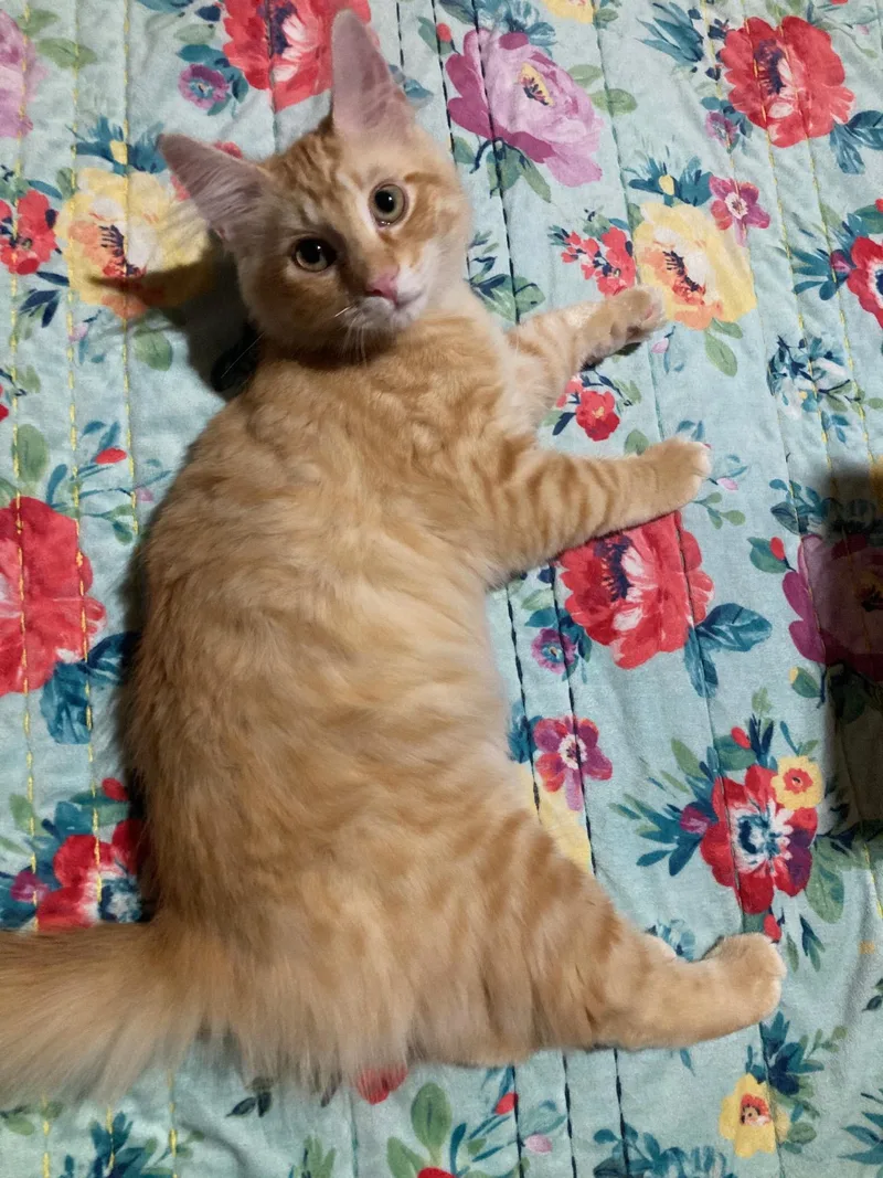 Cashew thumbnail 4