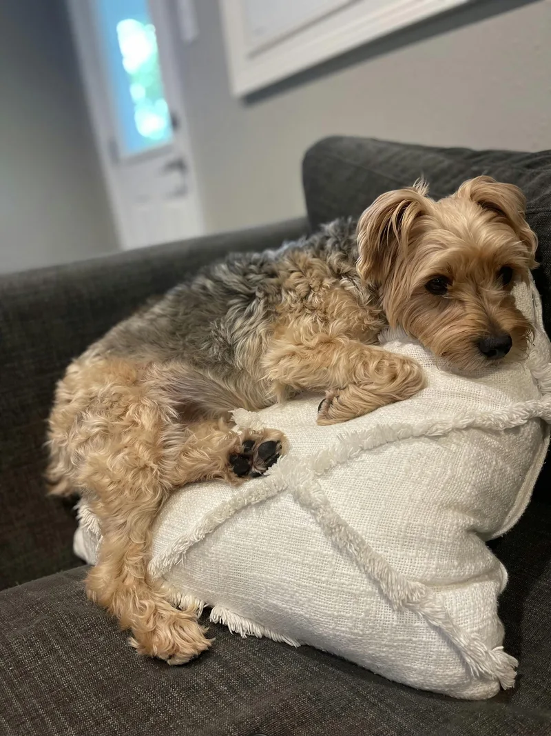 Osita