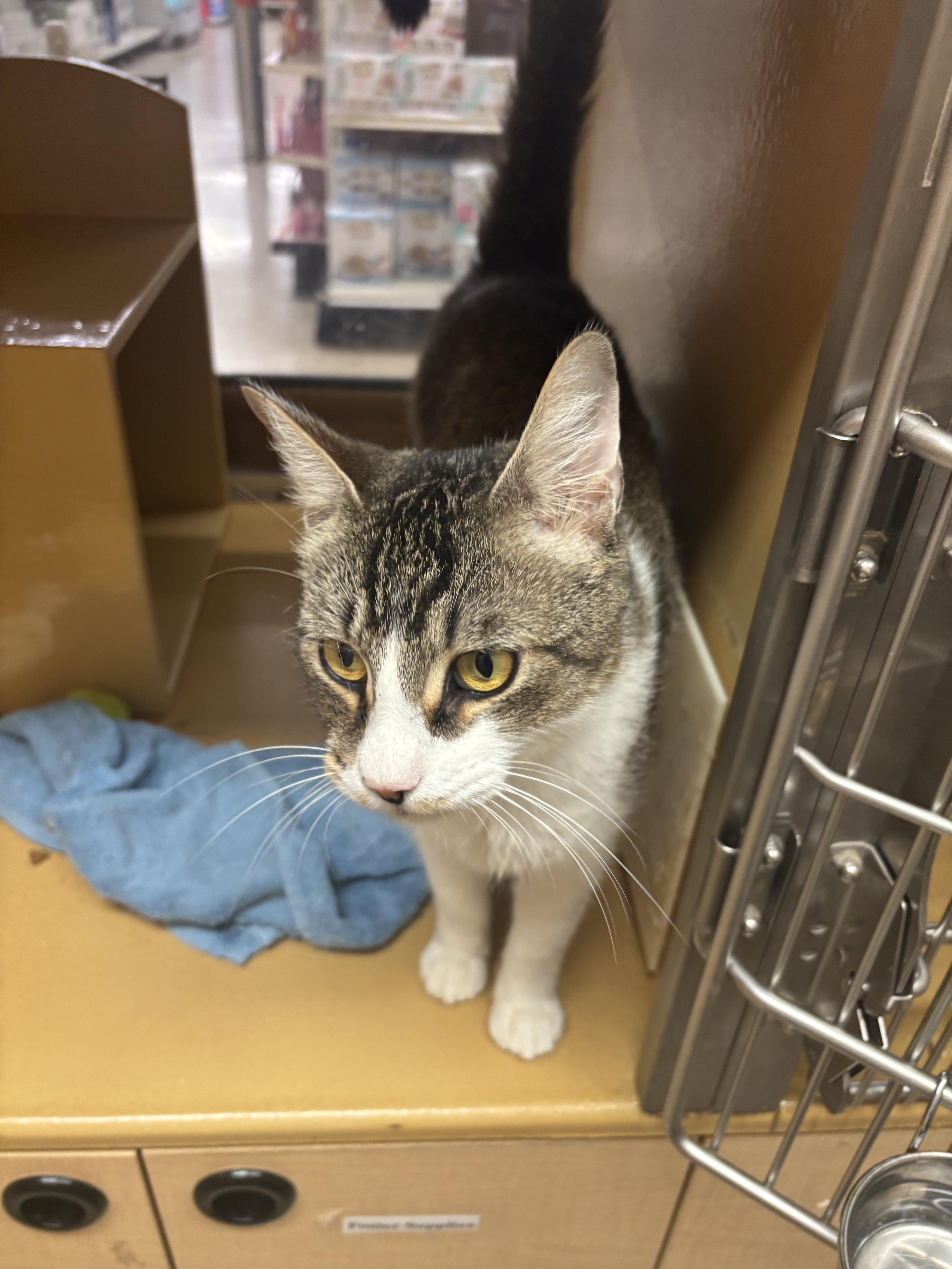 An adult medium-sized male Tabby (Brown / Chocolate) Domestic Short Hair cat named Valentino for adoption in Worcester, MA