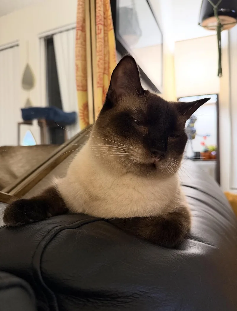An adult medium-sized male Domestic Short Hair cat named Travis or Smores for adoption in Oceanside, CA