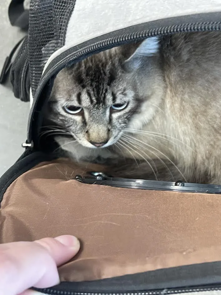 An adult medium-sized male Domestic Short Hair cat named Fisher for adoption in Chatsworth, CA