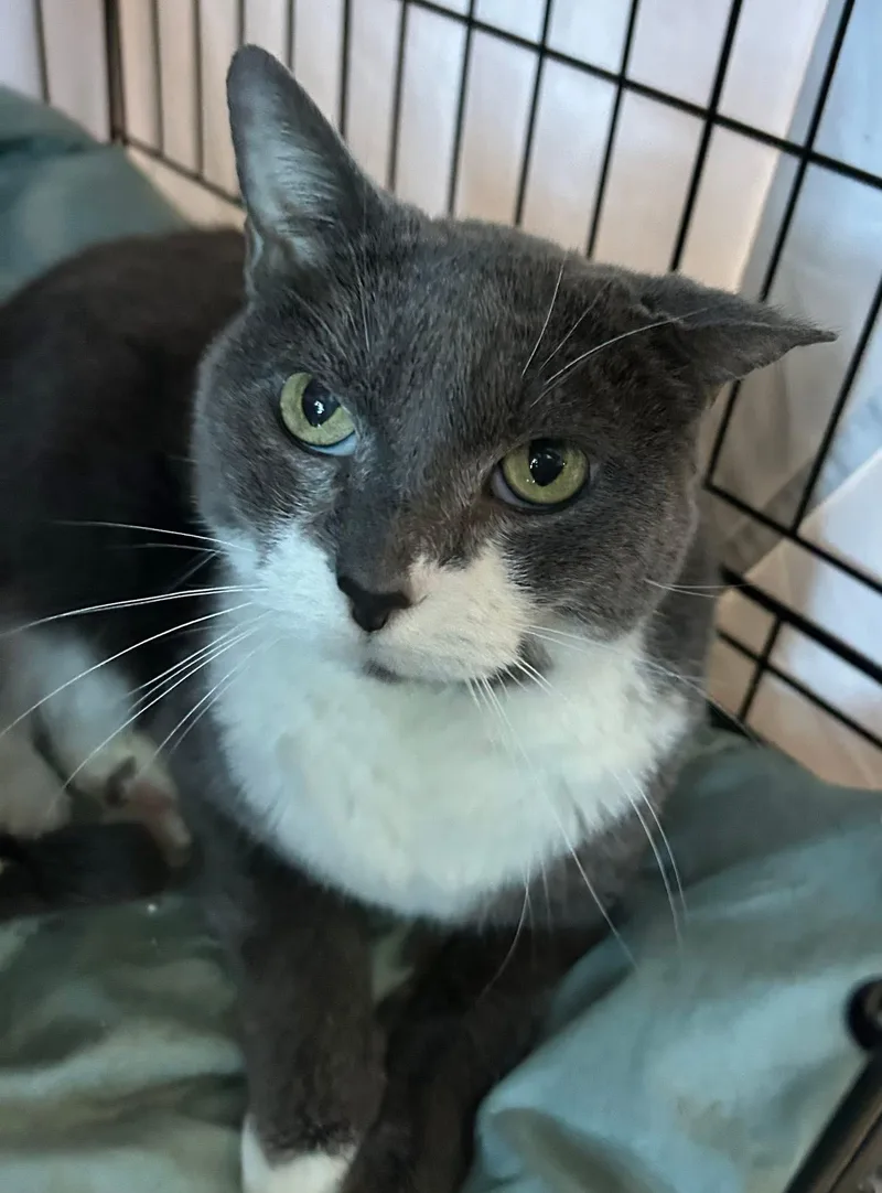 An adult medium-sized female Gray & White Domestic Short Hair cat named September for adoption in Mokena, IL