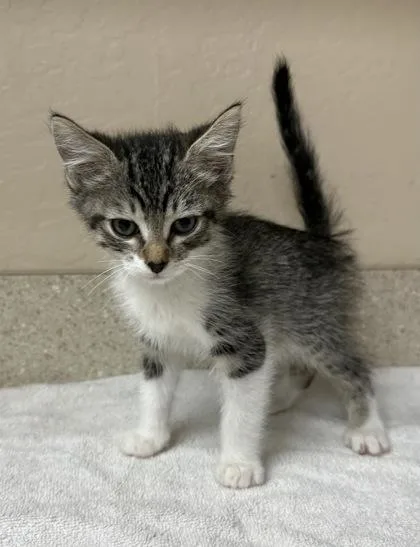 A young small-sized male Domestic Short Hair cat named Coach for adoption in Phoenix, AZ