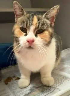 An adult large-sized female Torbie Domestic Short Hair cat named Maple Rose for adoption in Mason City, IA