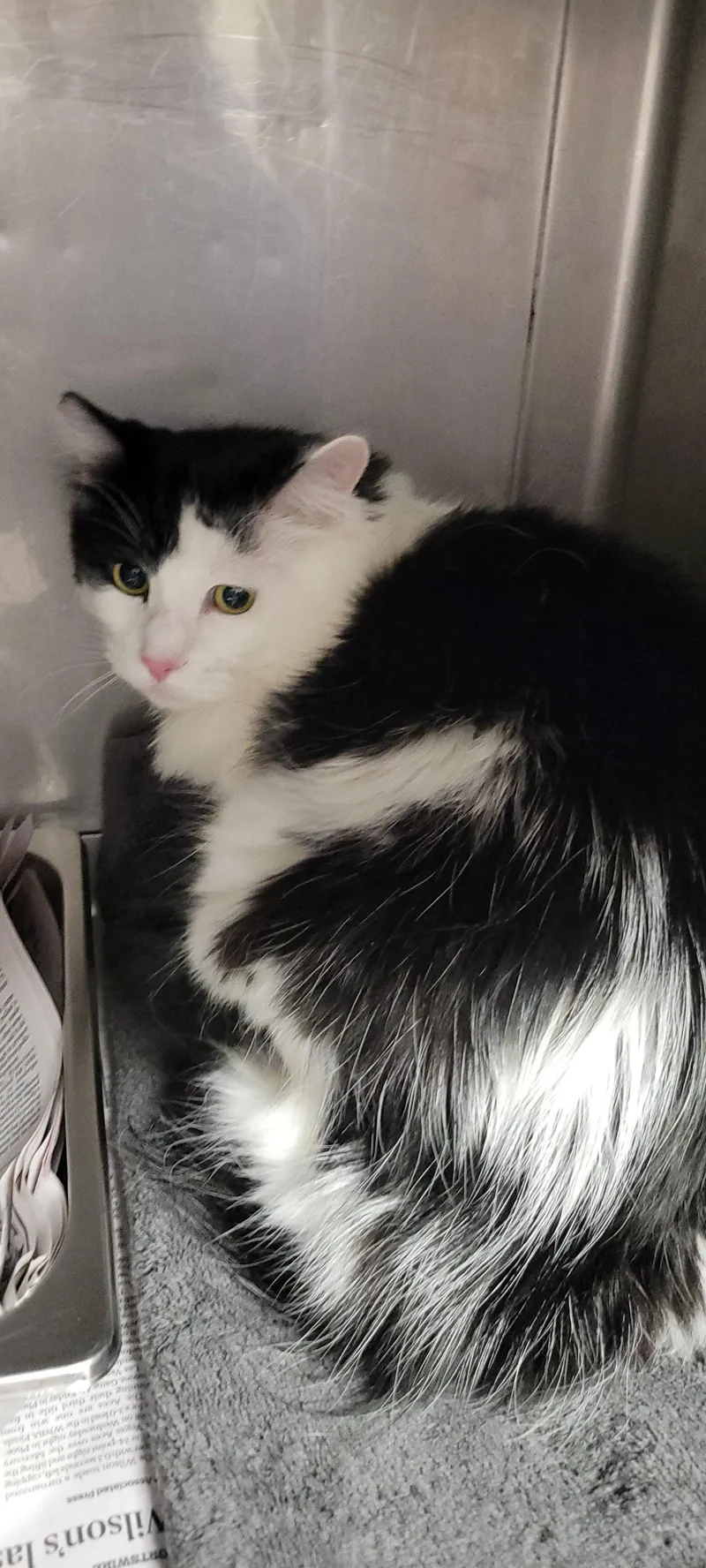 An adult large-sized female Domestic Short Hair cat named Benny for adoption in Chatsworth, CA