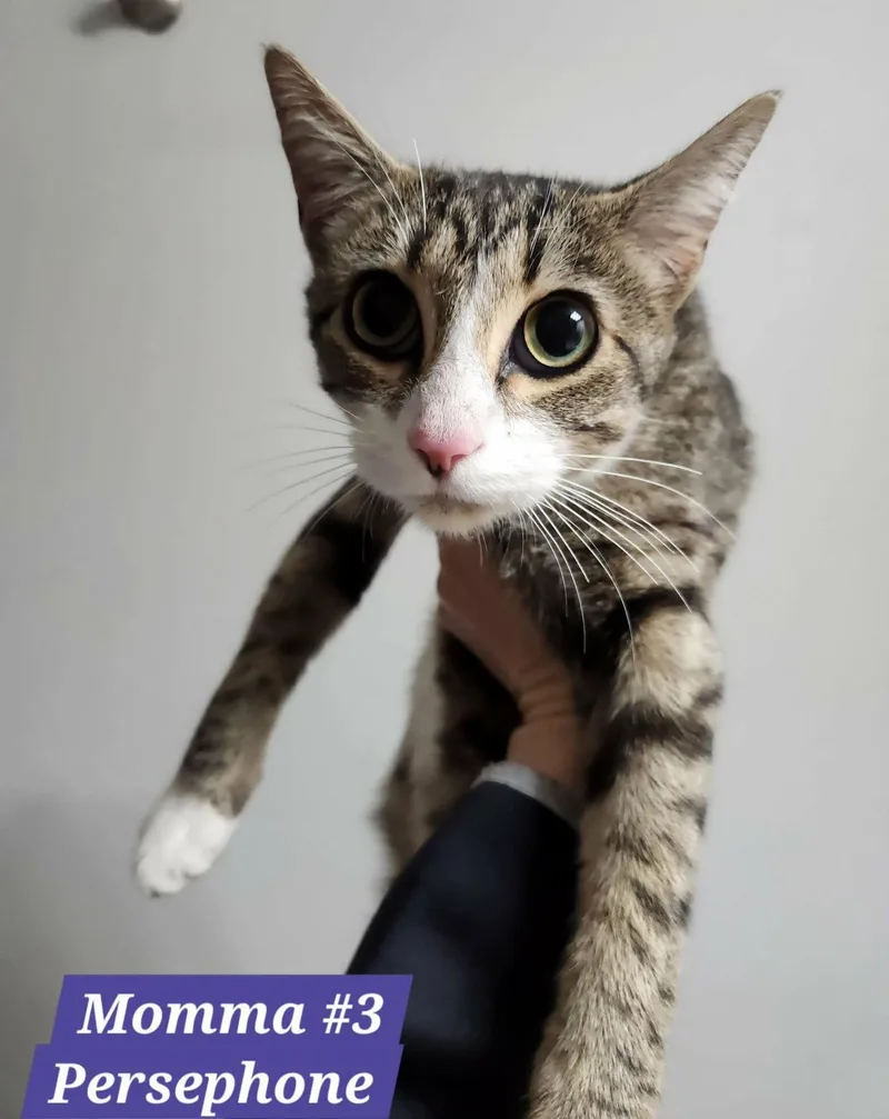 An adult medium-sized female Domestic Short Hair cat named Persephone for adoption in Herndon, VA