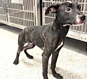 An adult medium-sized male Plott Hound dog named Appa for adoption in Houston, TX