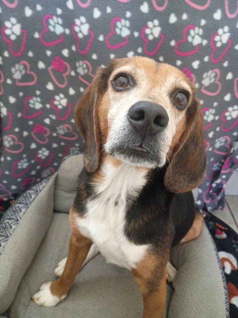 An adult medium-sized male Beagle dog named Elvis Apr for adoption in Pacolet, SC