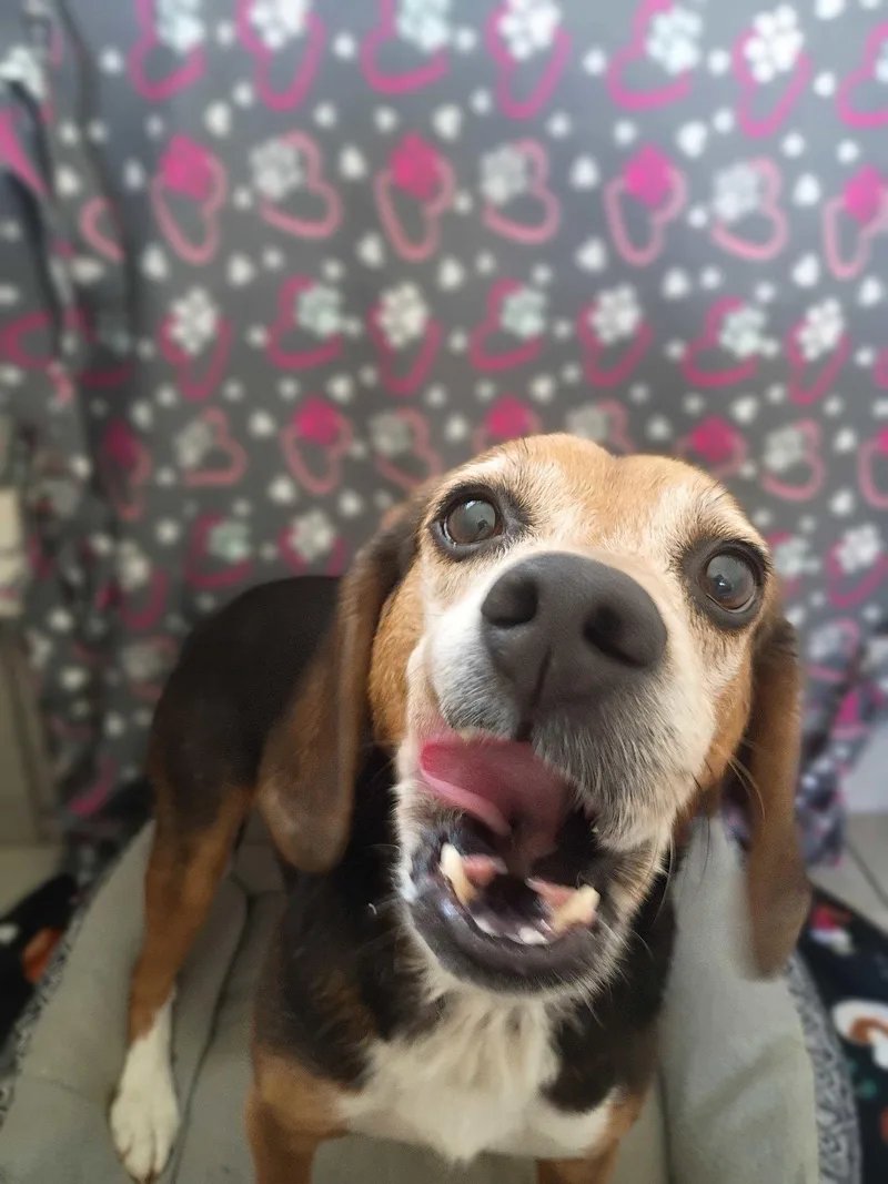 Elvis Apr thumbnail 2