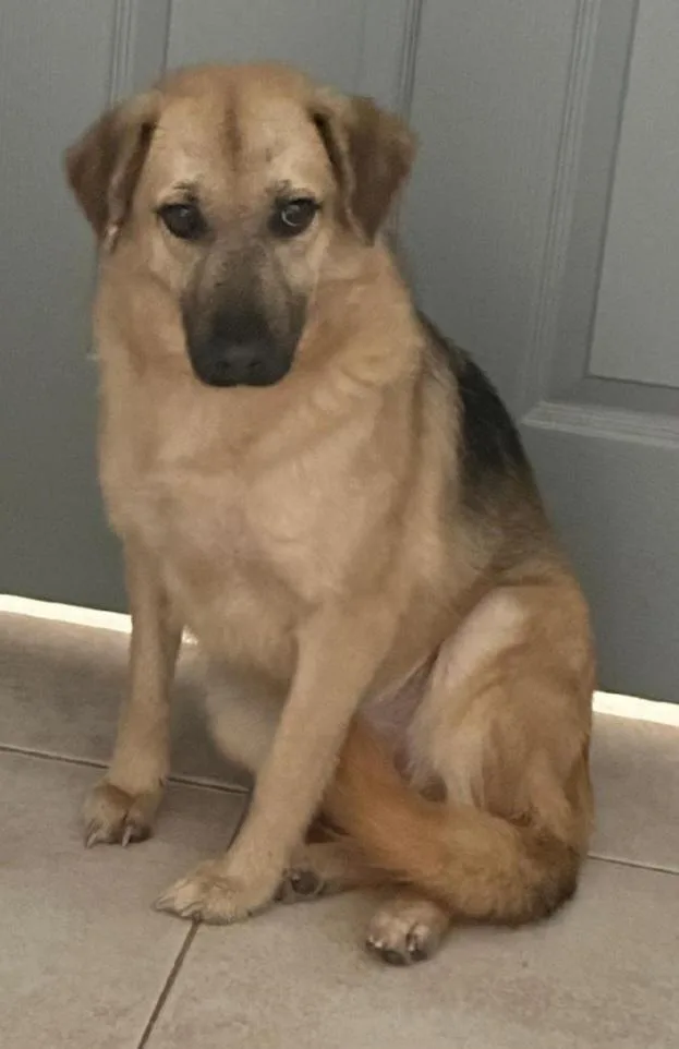 An adult medium-sized female Tricolor (Brown, Black, & White) German Shepherd Dog dog named Apple Bloom for adoption in Houston, TX