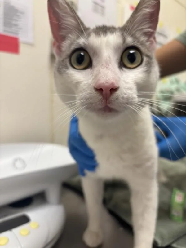 An adult small-sized male Domestic Short Hair cat named Banana Peel for adoption in Santa Rosa, CA