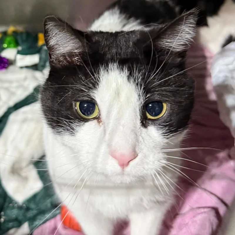 An adult medium-sized male Black Domestic Short Hair cat named Sylvester for adoption in Gresham, WI
